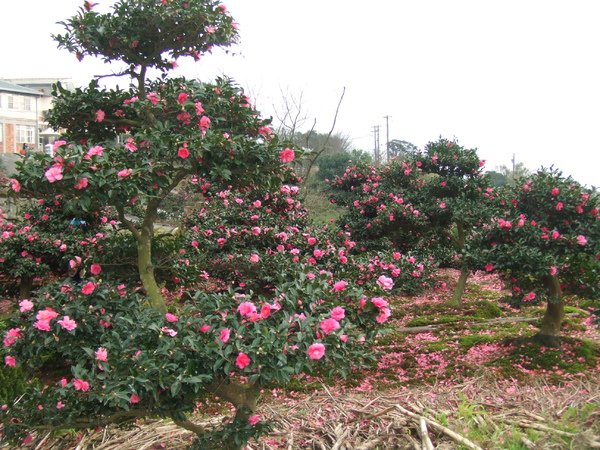 DSCF2416.JPG