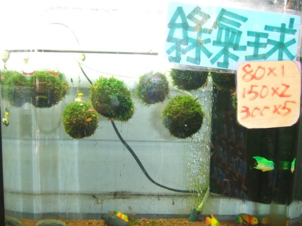 DSCF2154.JPG