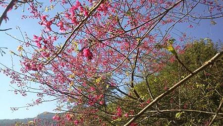 終點櫻花林(銀川山莊前)#2