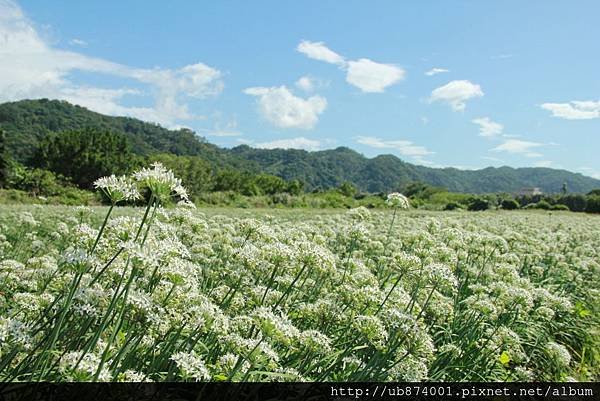 桃園花海節 050 (1024x683).jpg