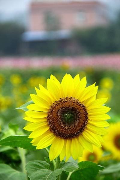 桃園花海一日遊 043 (633x950).jpg