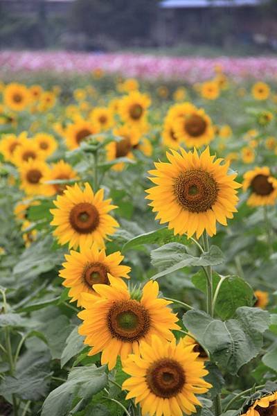 桃園花海一日遊 057 (633x950).jpg