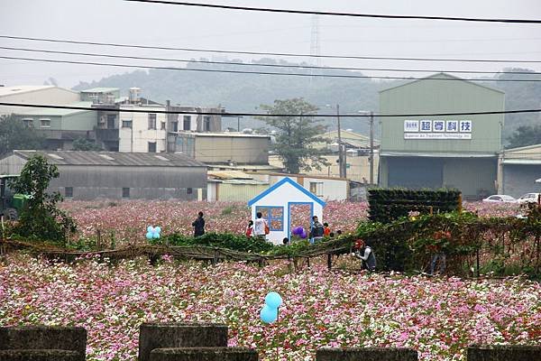 桃園花海一日遊 128 (950x633).jpg