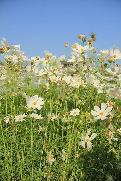 桃園花海一日遊 152 (633x950).jpg