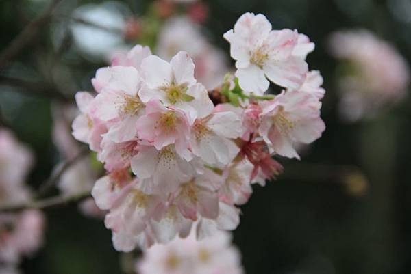 三芝天元宮櫻花 032 (1024x683).jpg