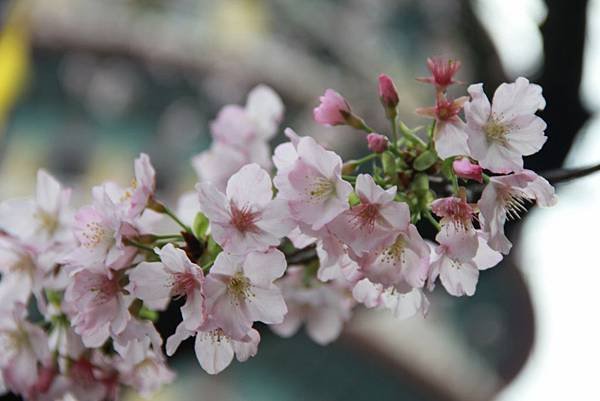 三芝天元宮櫻花 027 (1024x683).jpg