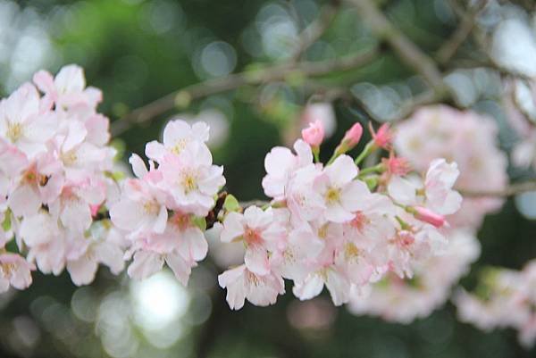 三芝天元宮櫻花 033 (1024x683).jpg