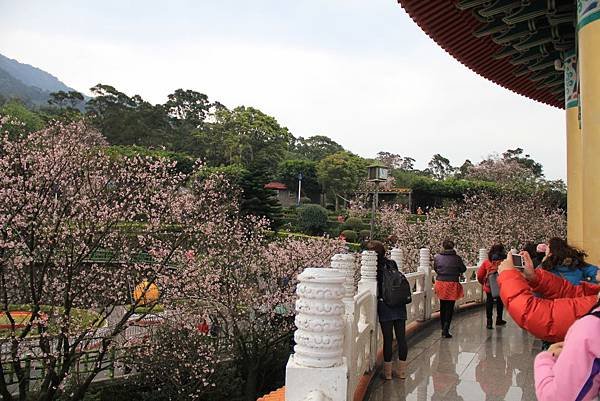 三芝天元宮櫻花 093 (1024x683).jpg