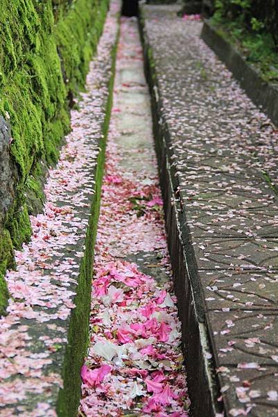 三芝天元宮櫻花 142 (683x1024).jpg