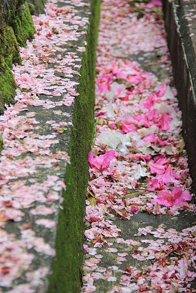 三芝天元宮櫻花 143 (683x1024).jpg