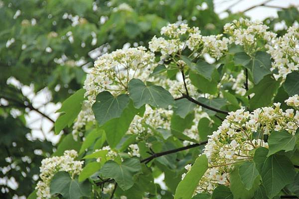 2014桃園油桐花開蘿莎會館 190 (800x533).jpg
