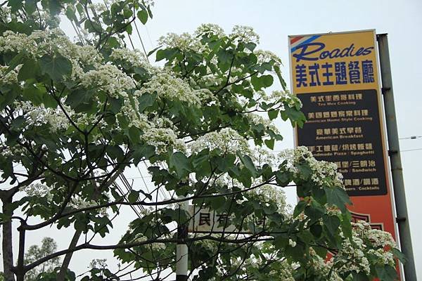 2014桃園油桐花開蘿莎會館 194 (800x533).jpg
