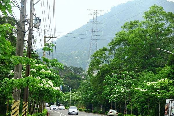2014桃園油桐花開蘿莎會館 202 (800x533).jpg