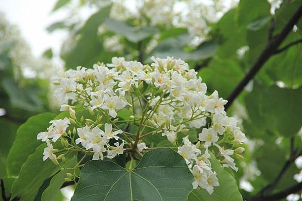 2014桃園油桐花開蘿莎會館 192 (800x533).jpg