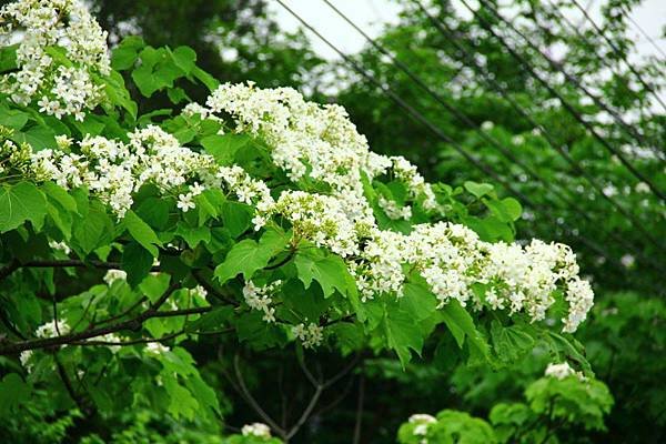 2014桃園油桐花開蘿莎會館 203 (800x533).jpg
