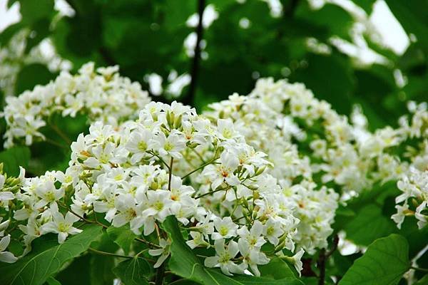 2014桃園油桐花開蘿莎會館 206 (800x533).jpg