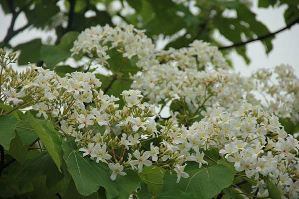 2014桃園油桐花開蘿莎會館 204 (800x533).jpg