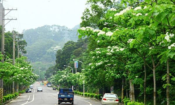 2014桃園油桐花開蘿莎會館 215 (800x480).jpg