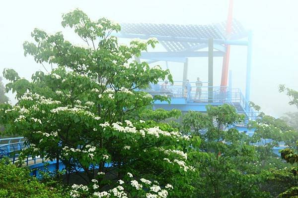 2014三義苗栗油桐花 535 (800x533).jpg