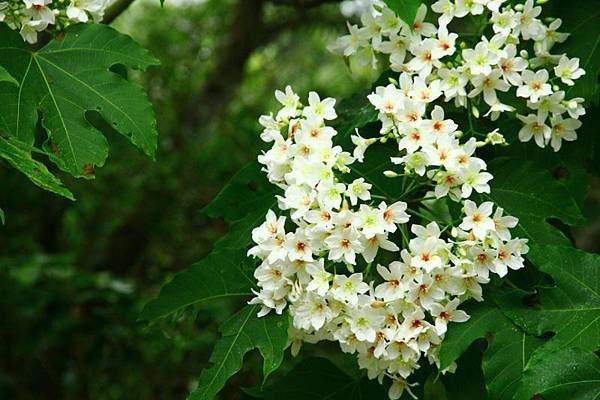 2014三義苗栗油桐花 543 (800x533).jpg