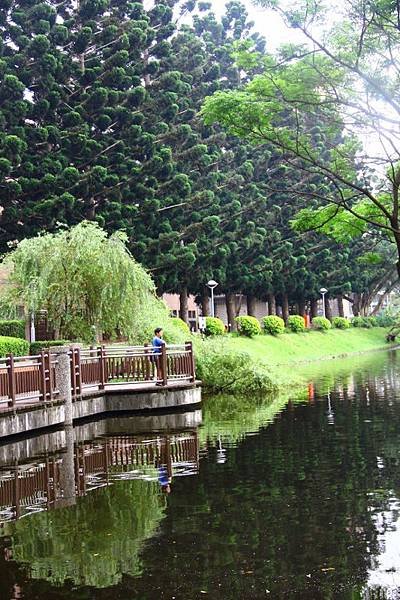 2014桃園油桐花開蘿莎會館 057 (533x800).jpg