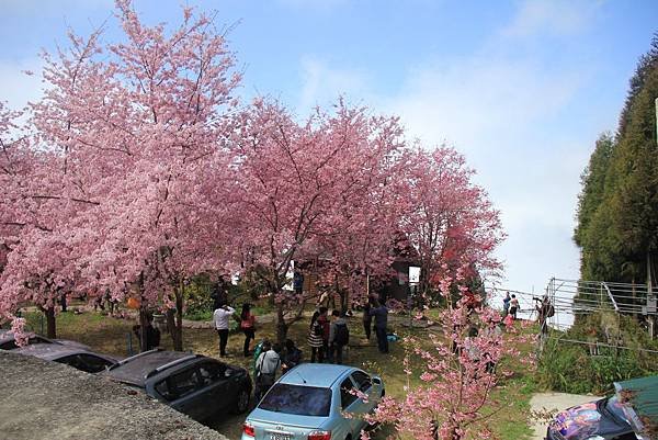 拉拉山恩愛農場最美櫻花盛地 200 (1024x683).jpg