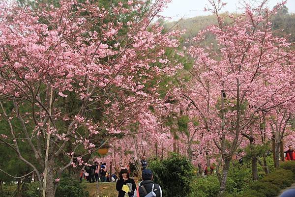 拉拉山恩愛農場最美櫻花盛地 243 (1024x683).jpg