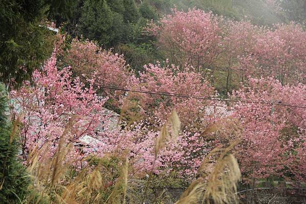 拉拉山恩愛農場最美櫻花盛地 313 (1024x683).jpg