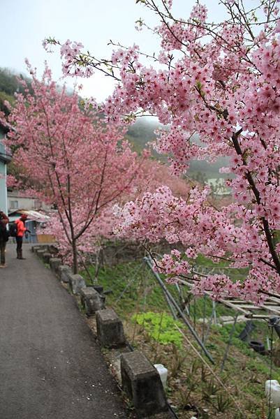 拉拉山恩愛農場最美櫻花盛地 315 (683x1024).jpg