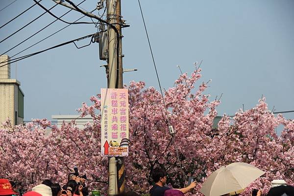 2015天元宮櫻花 016 (1024x683).jpg