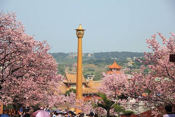 2015天元宮櫻花 028 (1024x683).jpg