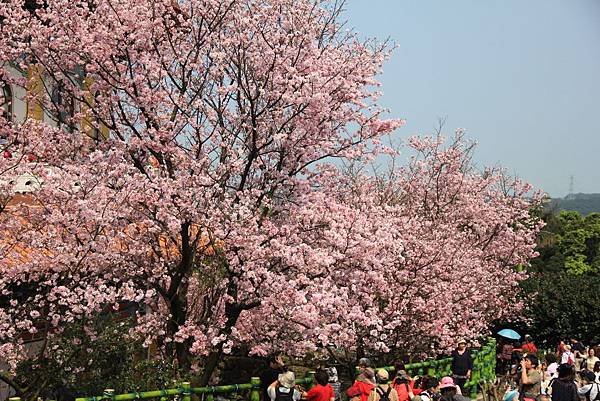 2015天元宮櫻花 042 (1024x683).jpg