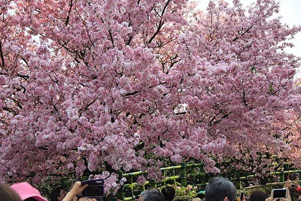 2015天元宮櫻花 068 (1024x683).jpg