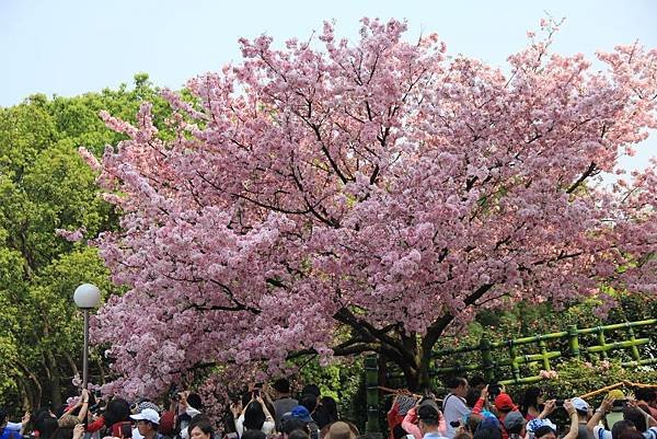 2015天元宮櫻花 075 (1024x683).jpg