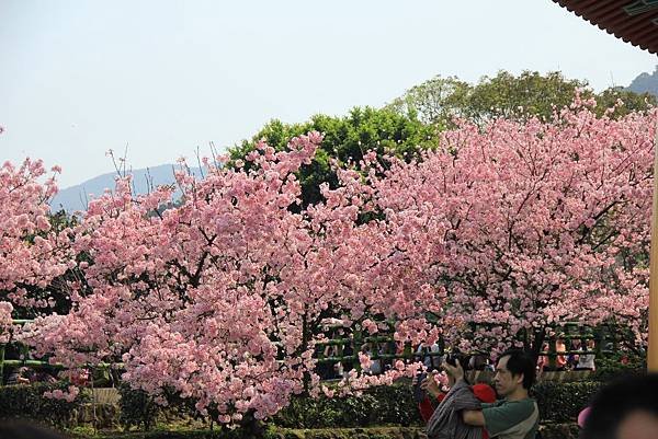 2015天元宮櫻花 109 (1024x683).jpg