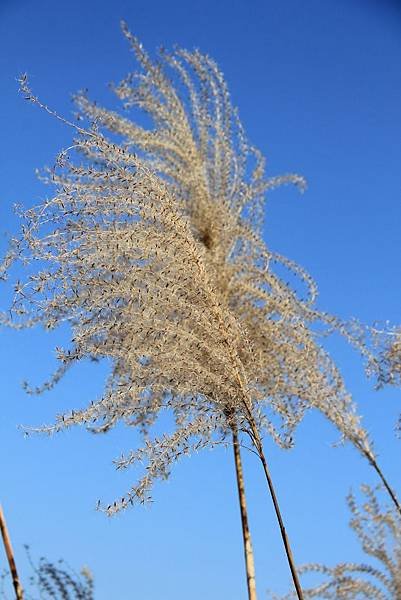 2015茶壺山芒花步道+和昇金礦餐旅會館 039 (683x1024).jpg