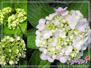 繡球花.jpg