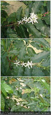 咖啡樹開花