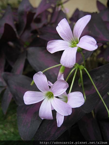 紫葉酢醬草的紫花和紫花酢醬草的花很像.jpg