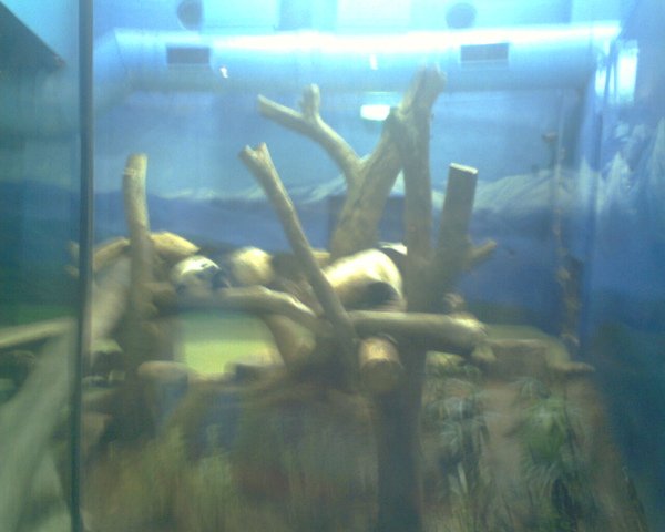 IMG0098A.jpg