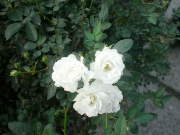 PC030175.JPG
