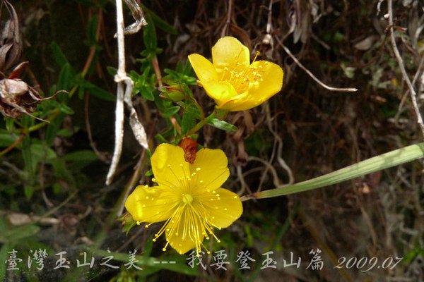 孟祿亭→排雲山莊