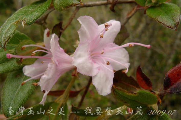 孟祿亭→排雲山莊