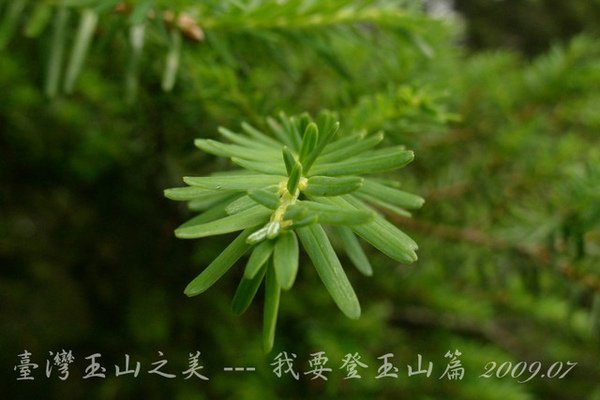 孟祿亭→排雲山莊