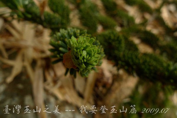 孟祿亭→排雲山莊