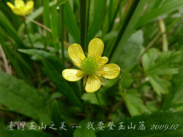 排雲山莊旁小花