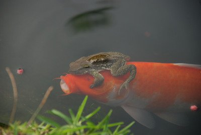 魚和蟾蜍