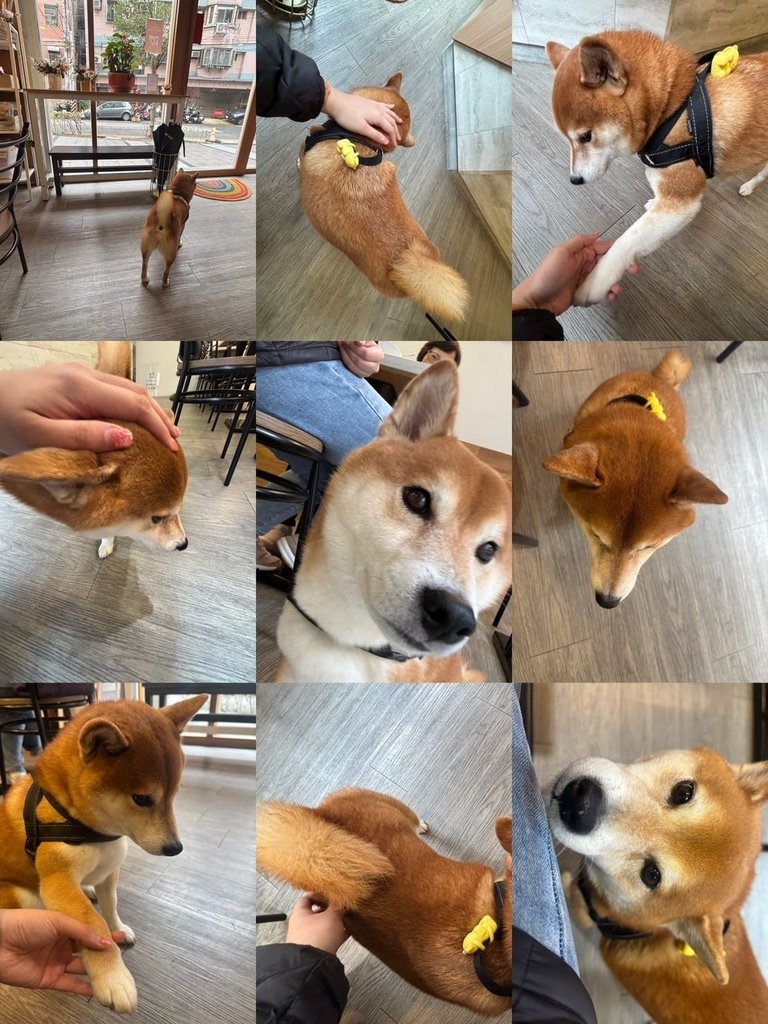 桃園內壢柴犬陪伴享受美味時光 | 此木CIMU 寵物友善餐廳