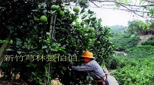 104採蜜柚3.jpg