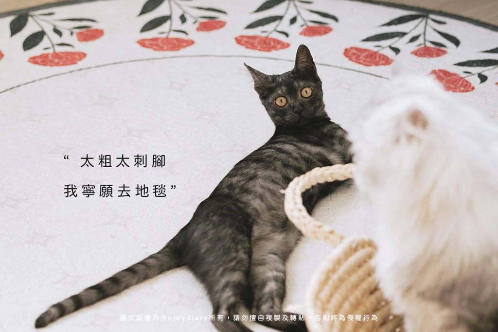 一隻黑貓躺在地毯上回頭驚訝看鏡頭，圖片文字寫著「太粗太刺腳，我寧願去地毯」，暗示粗糙貓砂會讓貓咪拒用砂盆